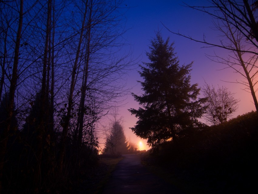 night, forest, fog, path, trees, sky