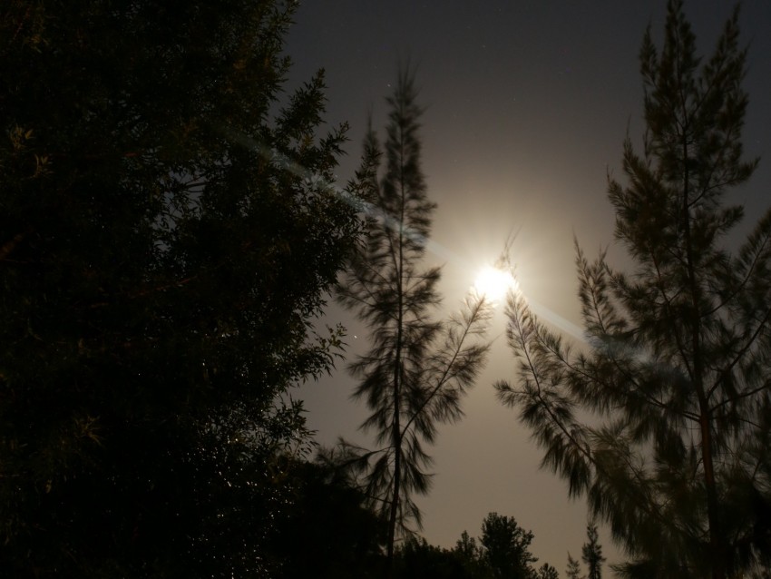 night, moon, glow, bright, rays, trees