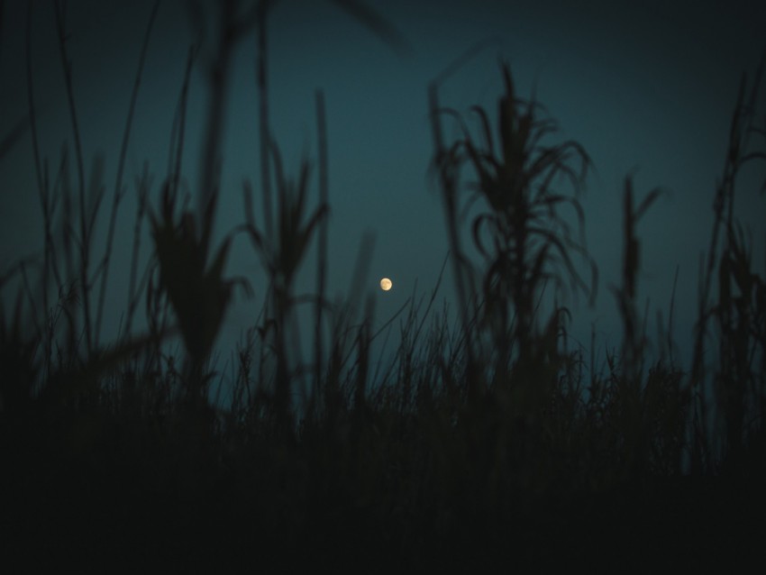 Night Moon Twilight Grass Plants Outlines Background