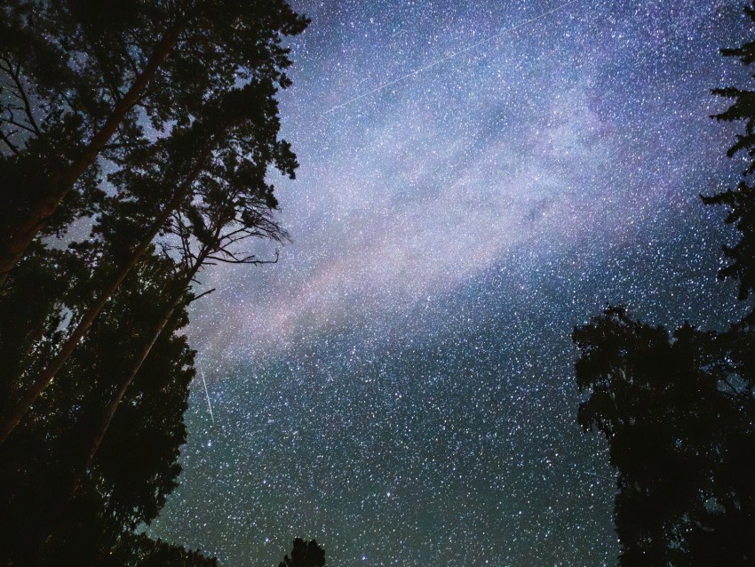 Night Starry Sky Trees Dark Stars Background