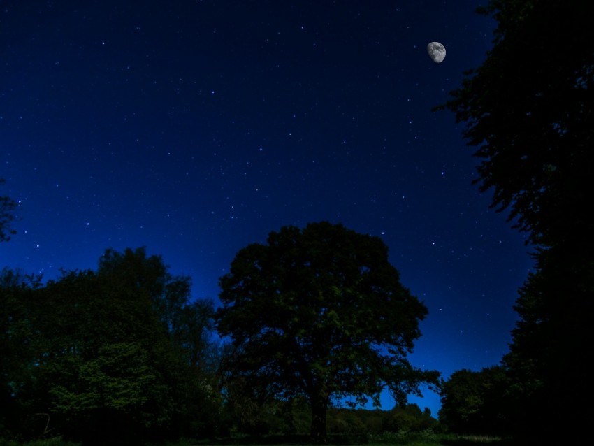 night, stars, moon, trees, dark, moonlight