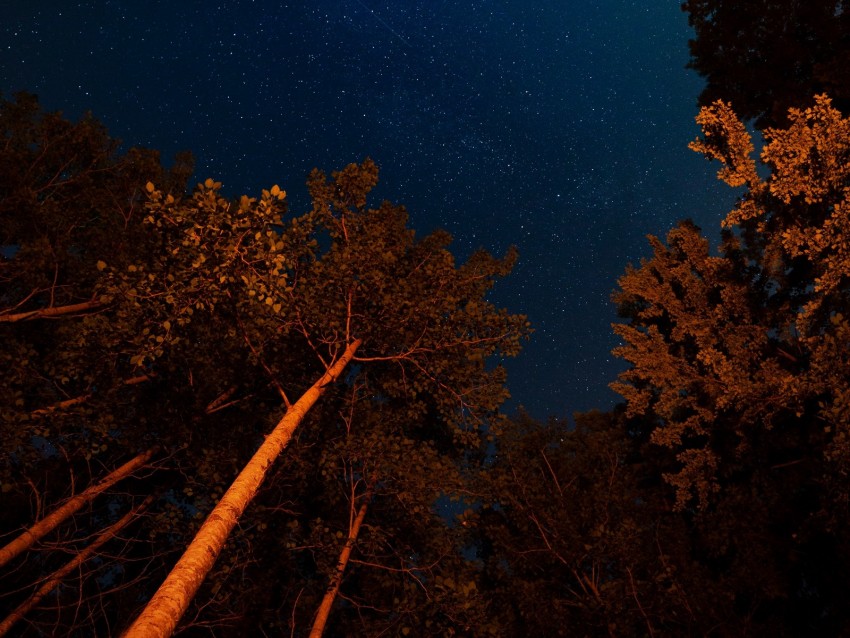 Night Trees Starry Sky Dark Crowns Background