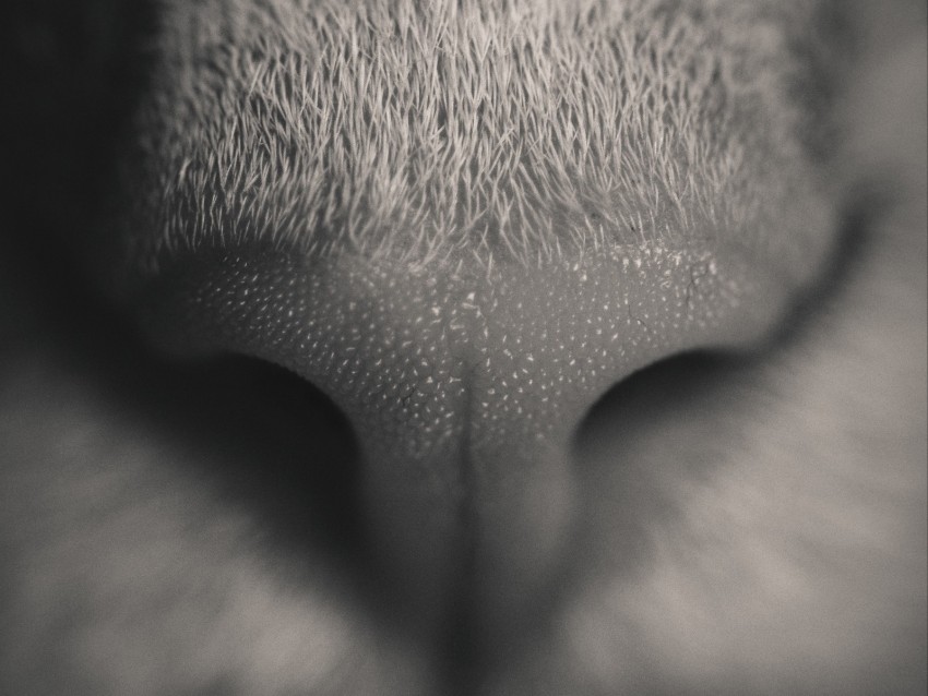 nose, cat, bw, macro