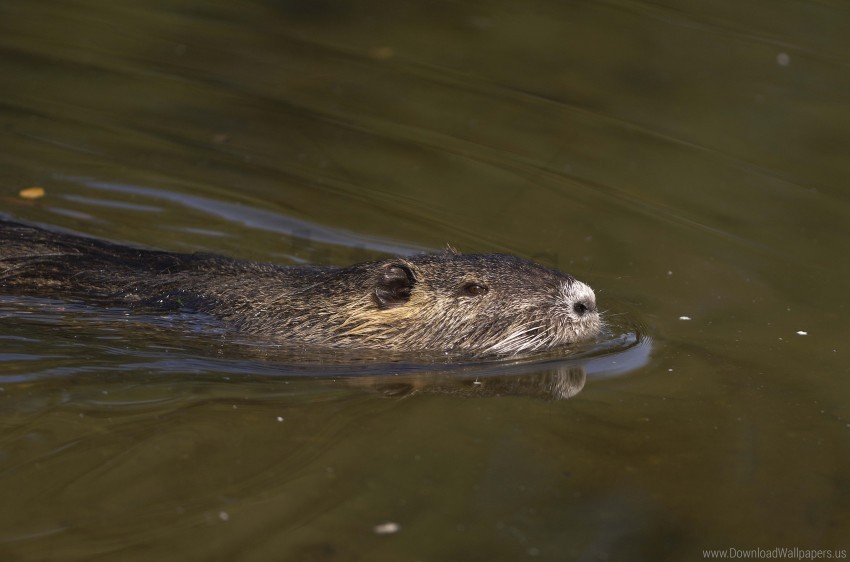 beaver, animal, wildlife, river habitat, swimming mammal, nature photography, water ecosystem