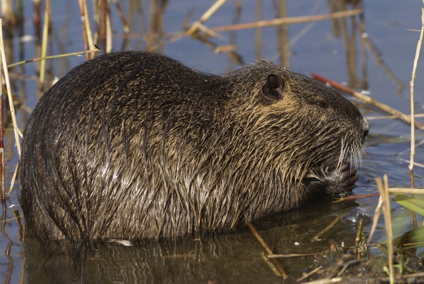 nutria, water rodent, wetland animal, marsh habitat, furry mammal, aquatic creature, nature wildlife