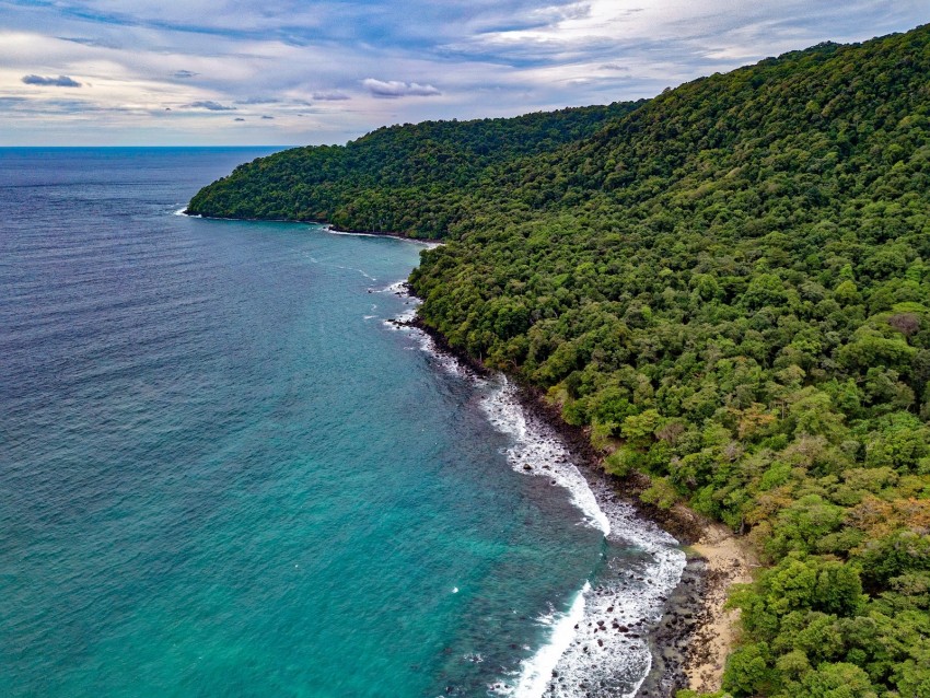 ocean, aerial view, vegetation, beach, shore