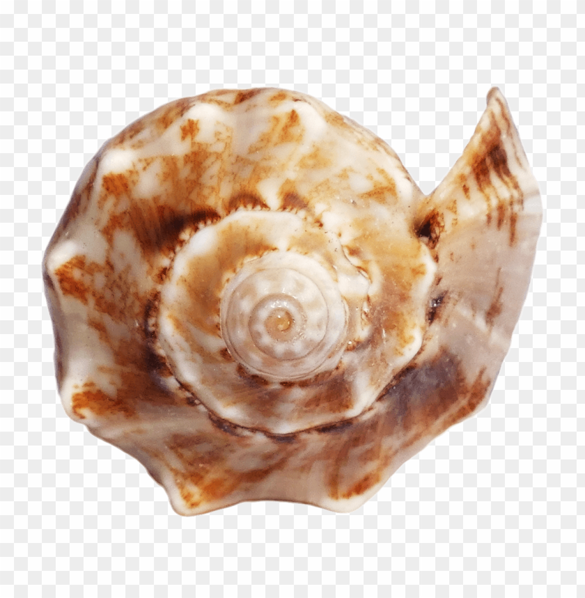 Spiral shell PNG, beige and brown pattern