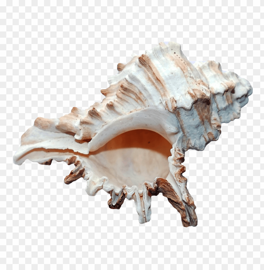 Seashell with spiral PNG, white and brown, rough