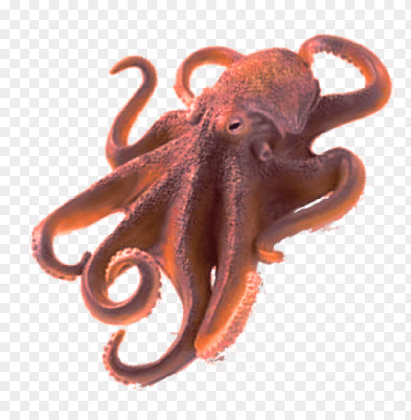 octopus png, octopus,png