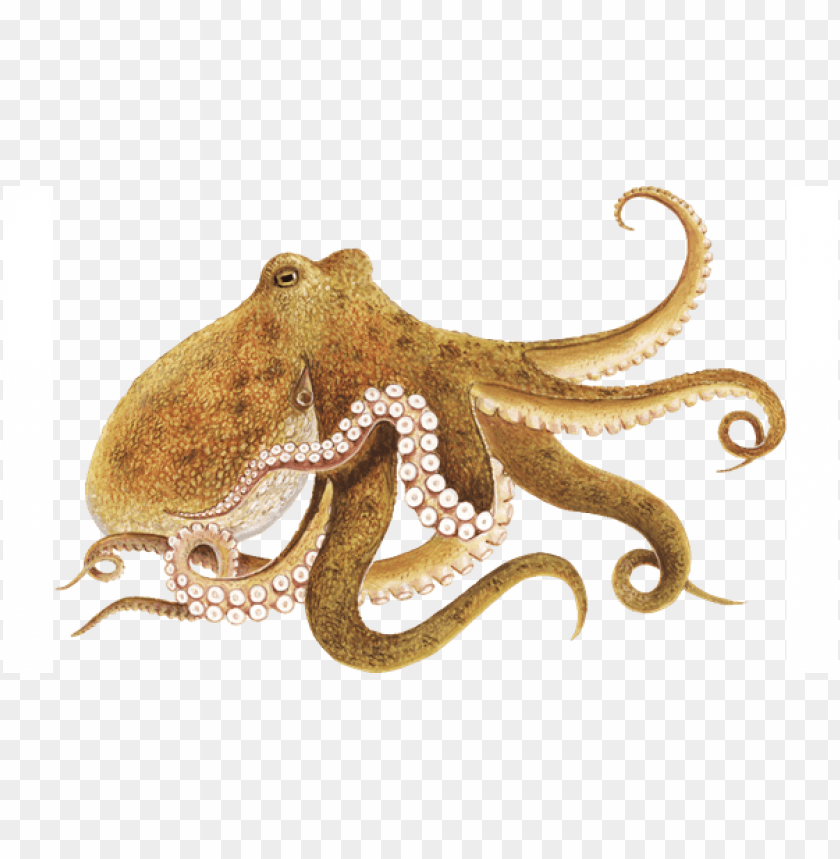 octopus png, octopus,png