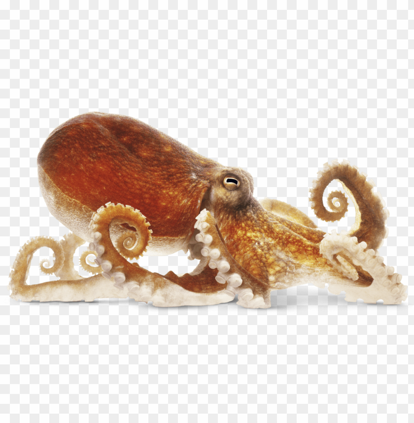 octopus png, octopus,png