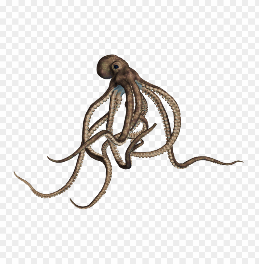 octopus png, octopus,png