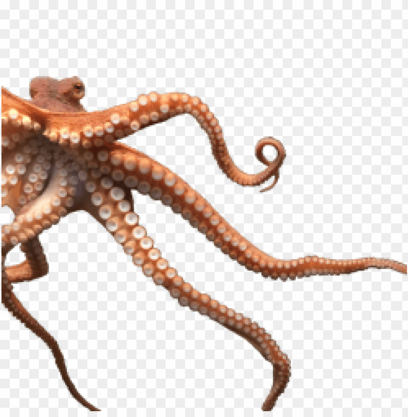 octopus png, octopus,png