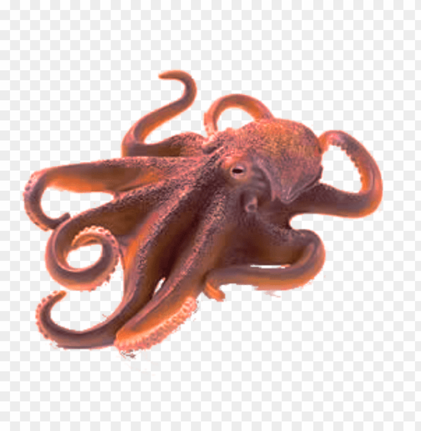 octopus png, octopus,png