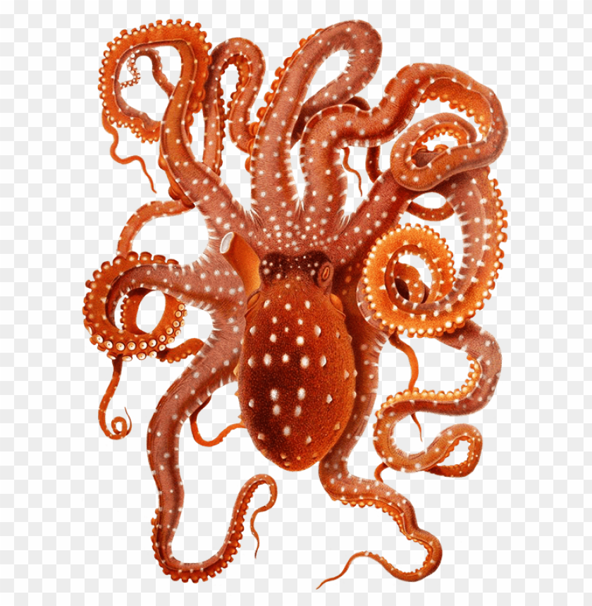 octopus png, octopus,png