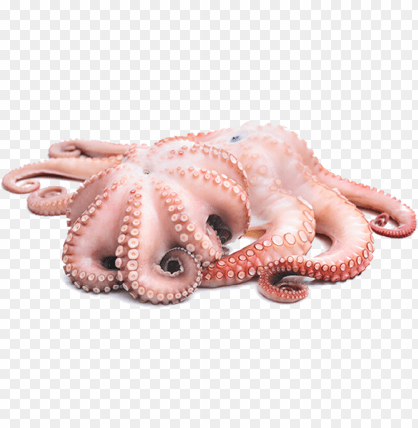 octopus png, octopus,png