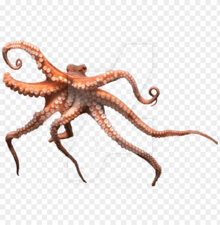 octopus png, octopus,png