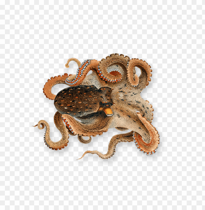 octopus png, octopus,png