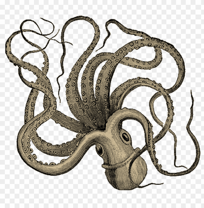 octopus png, octopus,png