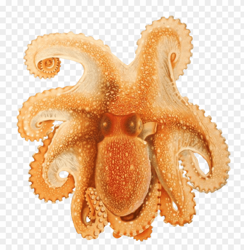 octopus png, octopus,png