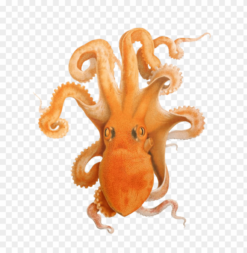 octopus png, octopus,png