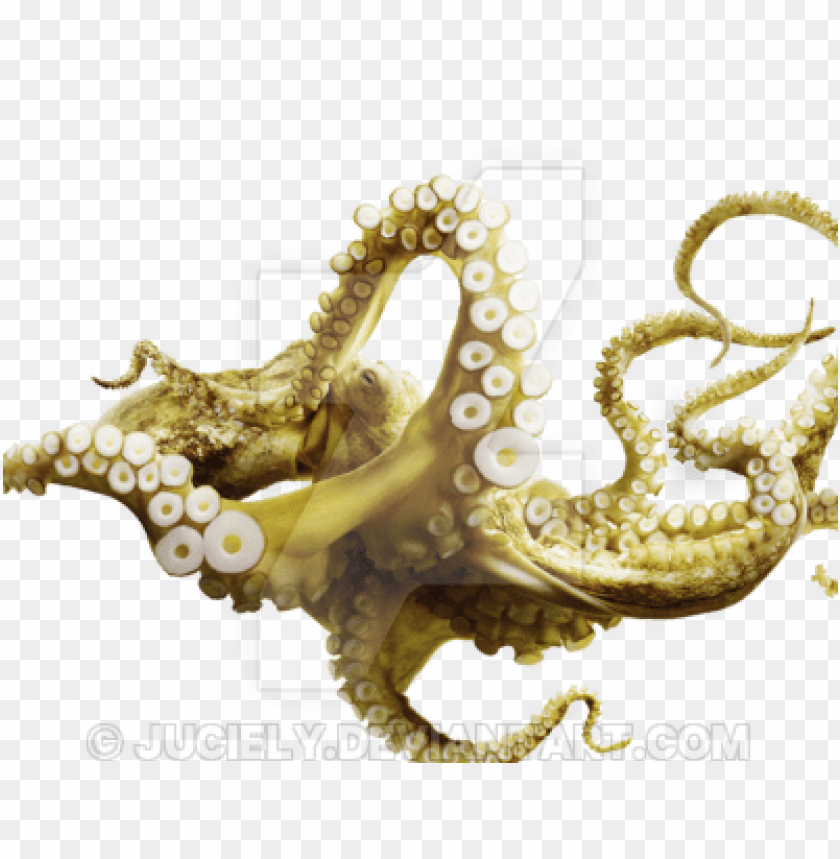 octopus png, octopus,png