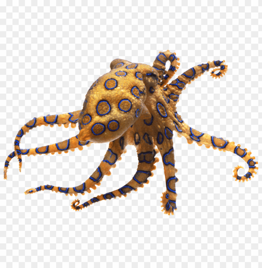 octopus png, octopus,png