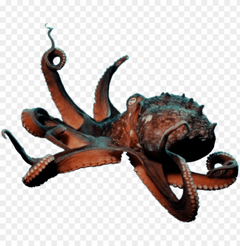 octopus png, octopus,png