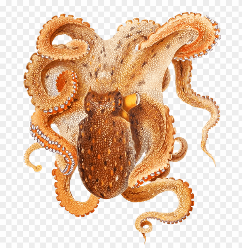 octopus png, octopus,png