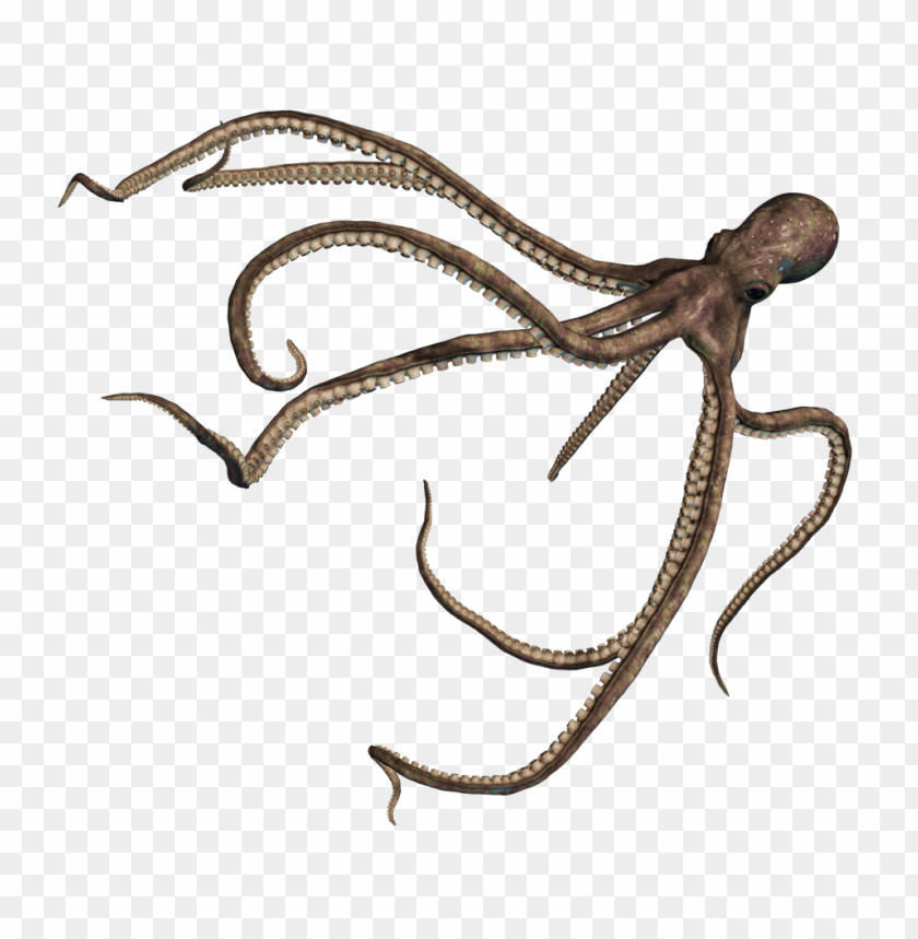 octopus png, octopus,png