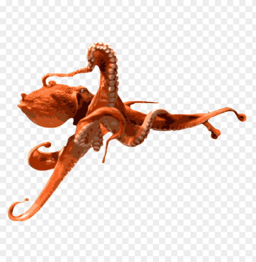 octopus png, octopus,png