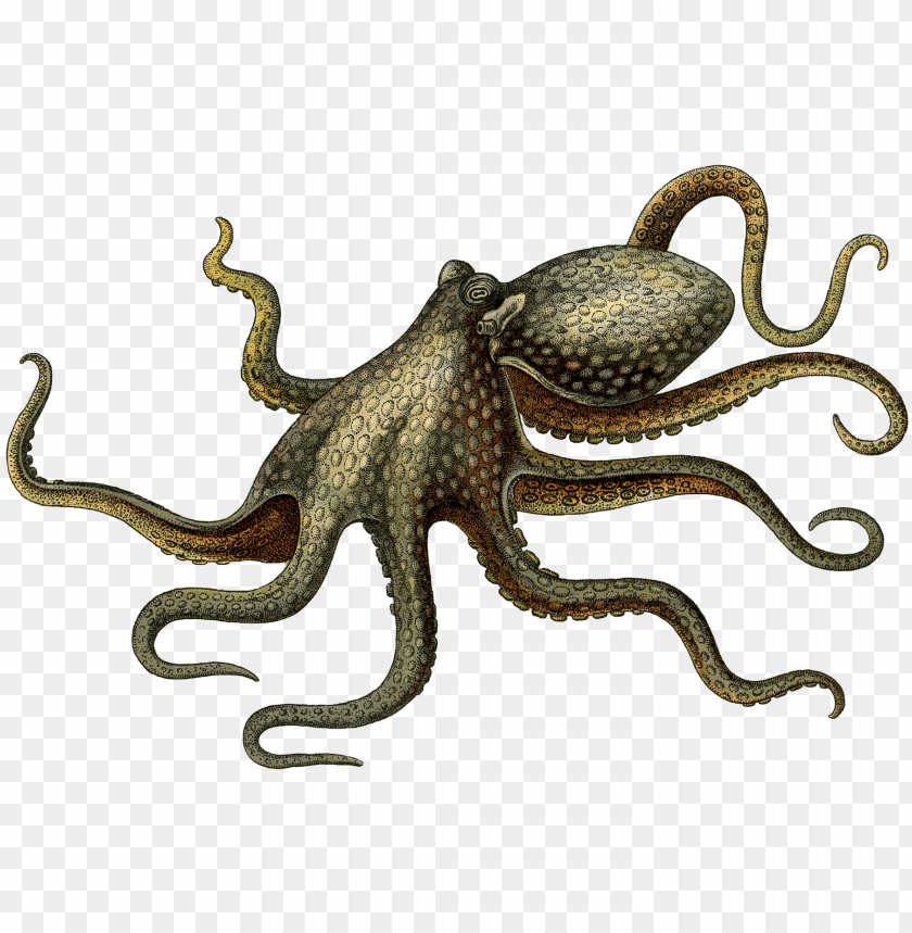 octopus png, octopus,png