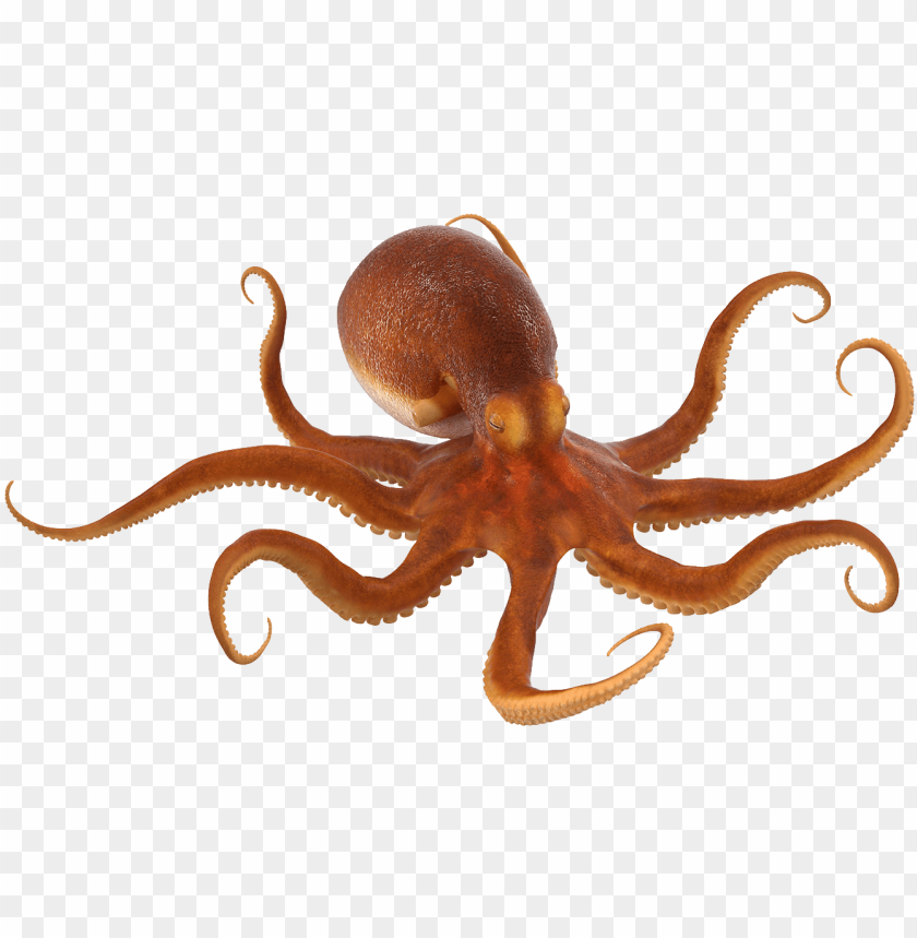 octopus png, octopus,png