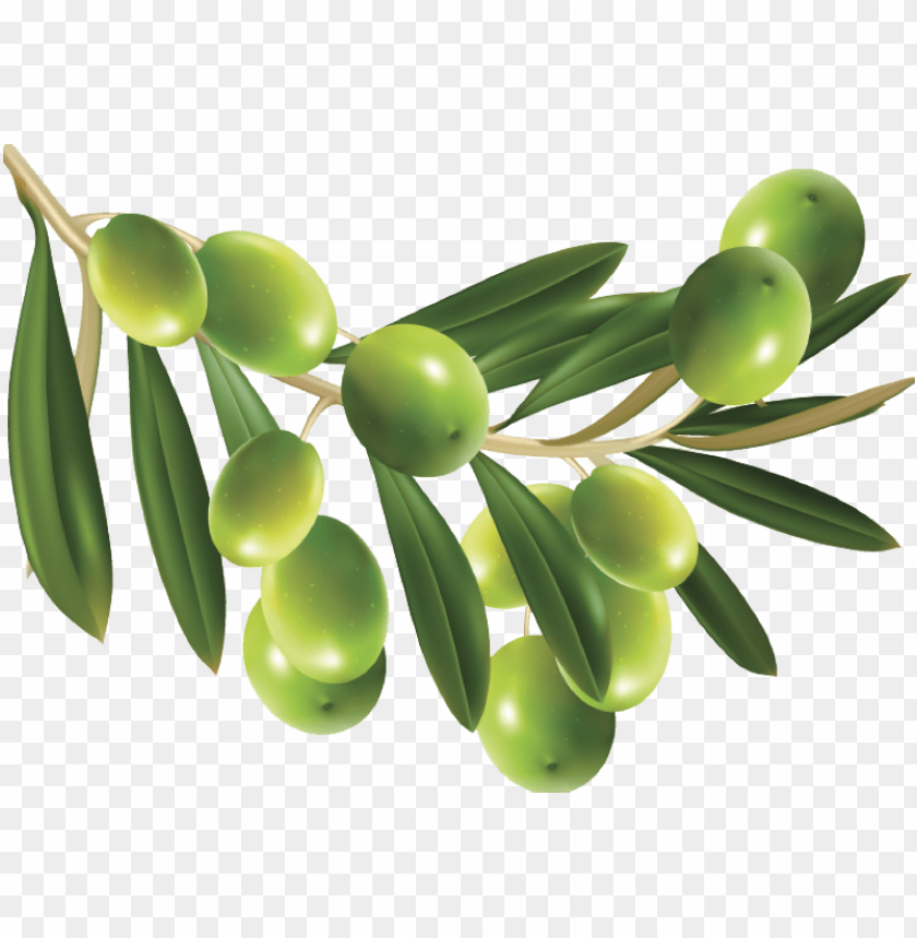 Olives, Olive Oil, Health Benefits, Mediterranean Diet, Culinary Uses