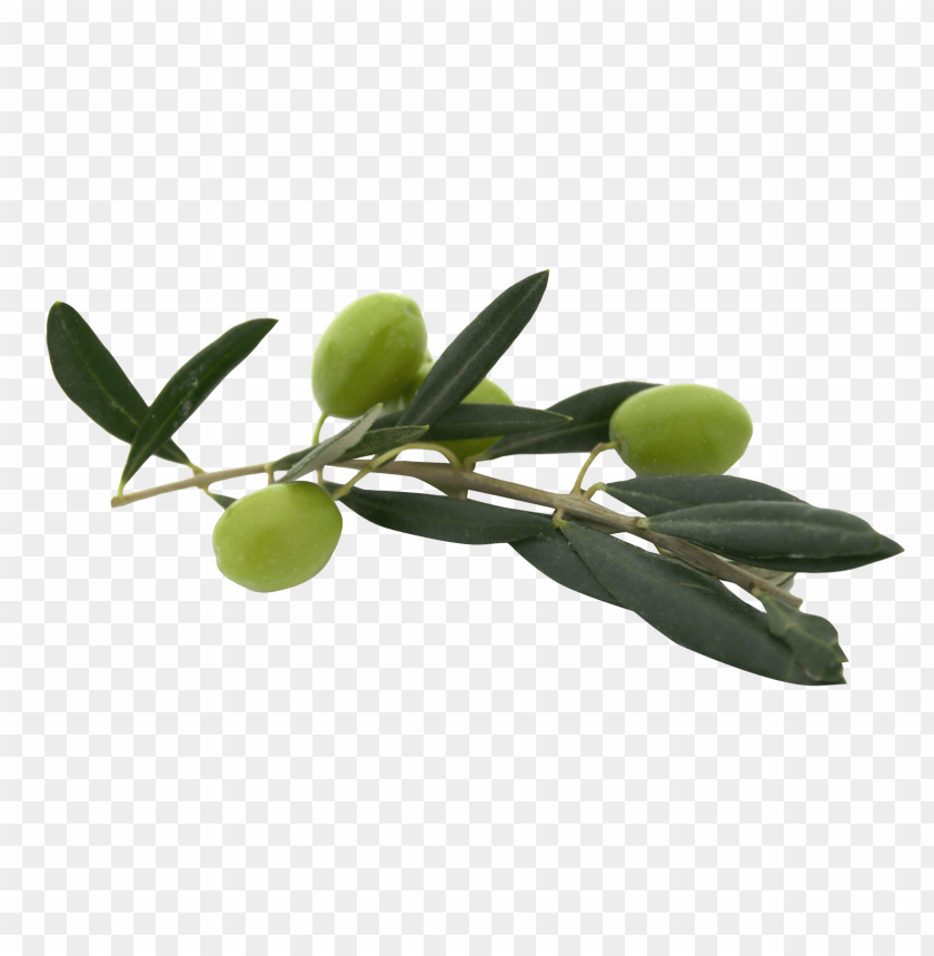 Olives, Green Olives, Olive Oil, Olive Branch, Mediterranean Cuisine