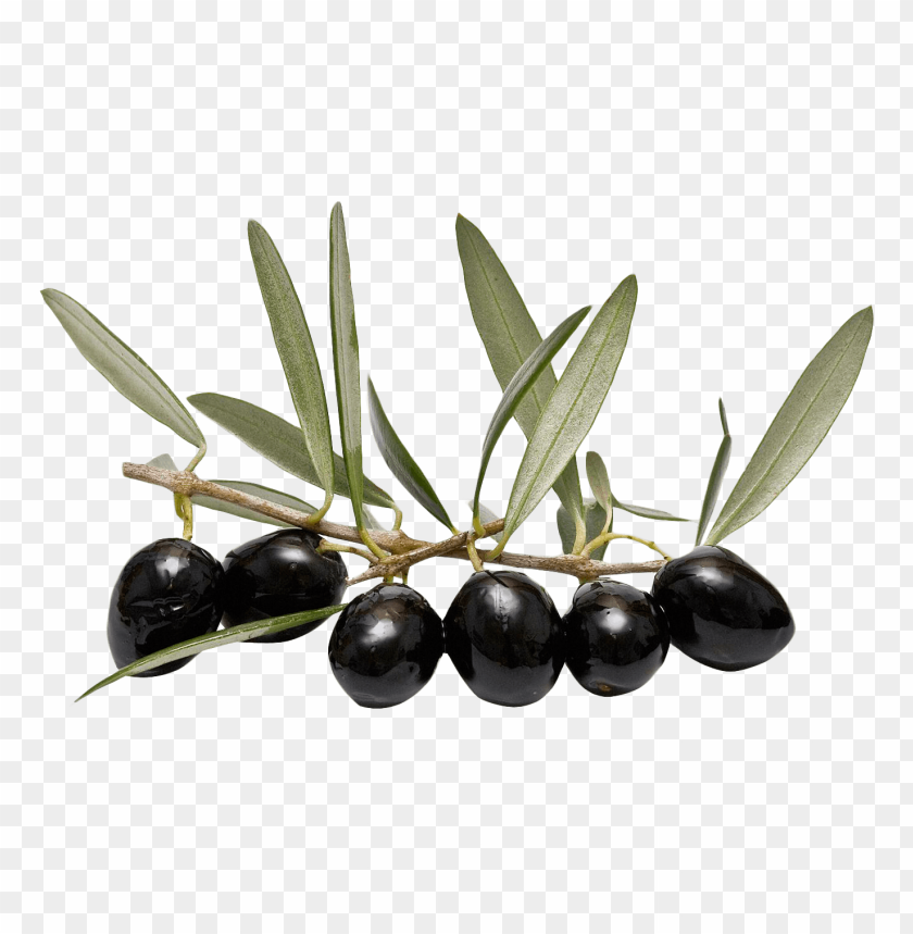 Olives, Olive Oil, Black Olives, Olive Tree, Mediterranean Cuisine