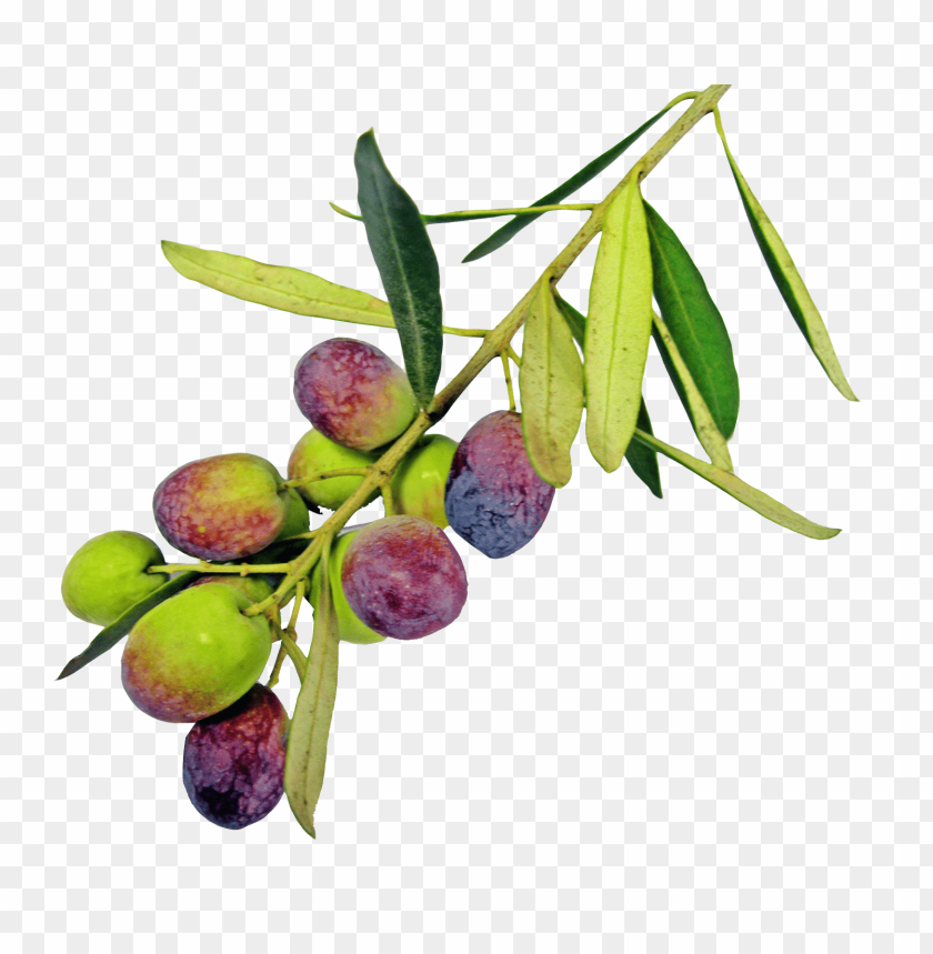 
fruits
, 
olive
