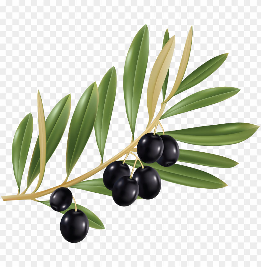 
olives
, 
small oval fruit
, 
stone and bitter flesh
, 
bluish black
