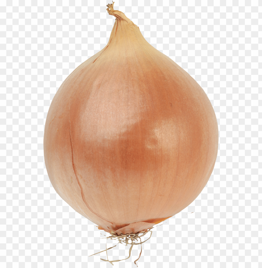 
onion
, 
vegetable
, 
genus allium
, 
allium fistulosum
, 
onions
