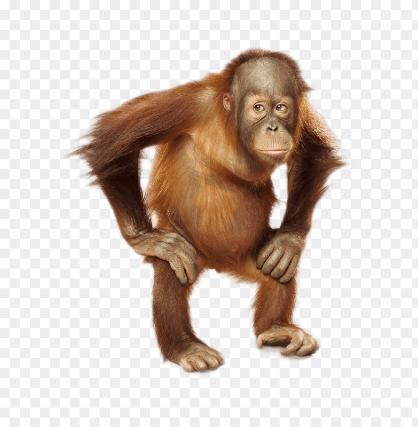 Orang Hutan PNG Transparent Background