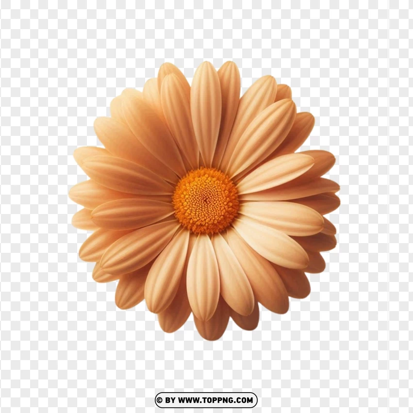 Top View Natural Orange Daisy Flower PNG Transparent Background