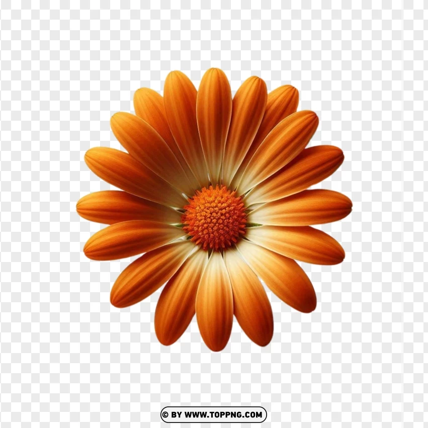 Natural Orange Daisy Flower Plant PNG Transparent Background