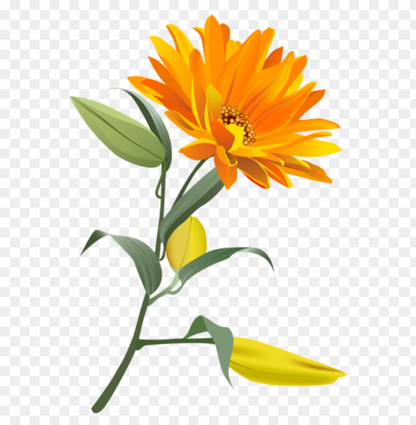 orange flower