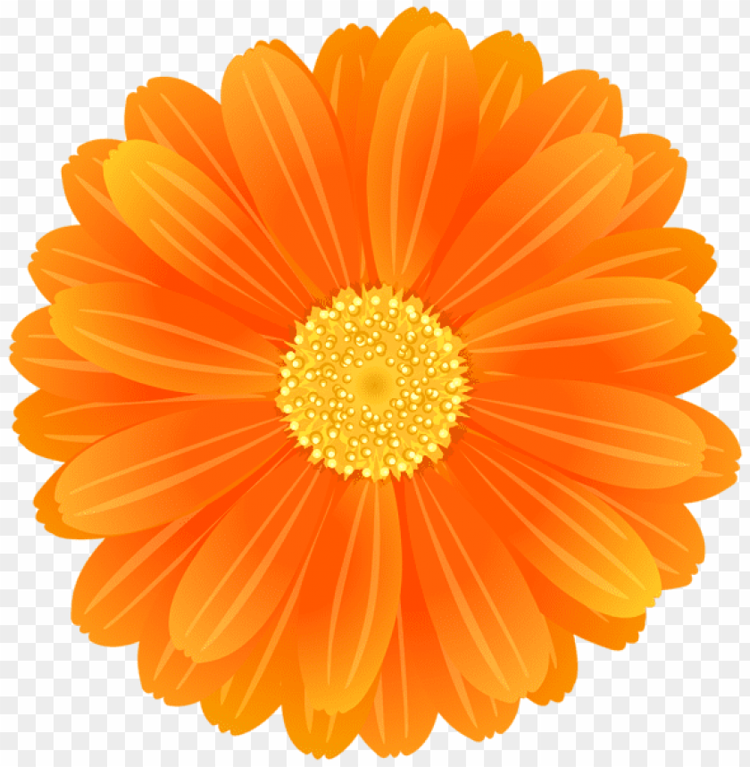 orange flower