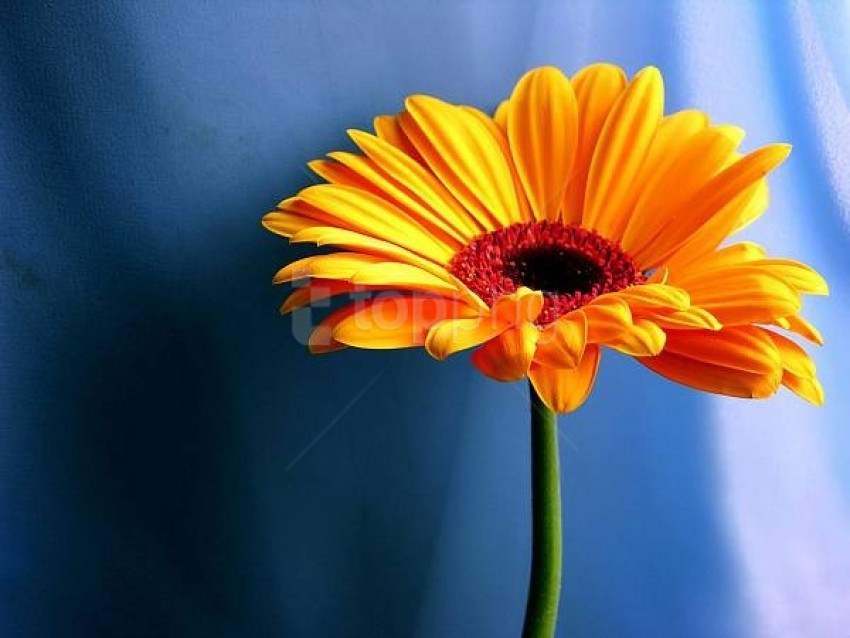 flower, gerbera, orange petals, green stem, botanical, nature photo, vibrant colors