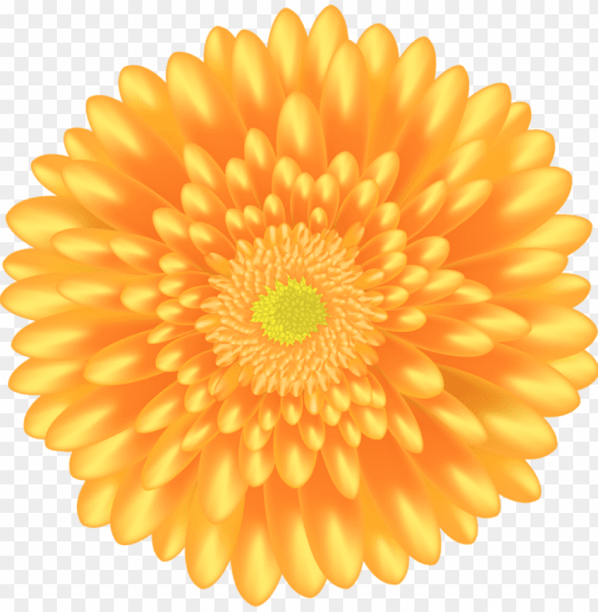 orange flower png