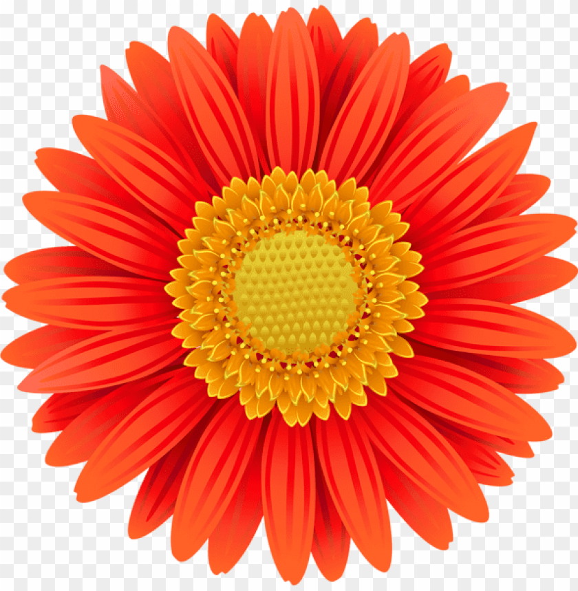 orange gerbera transparent