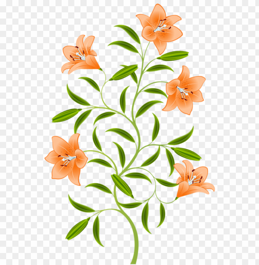 orange lily