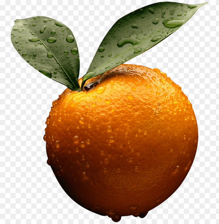 
orange
, 
fruit
, 
bitter orange
, 
oranges
, 
clip art
