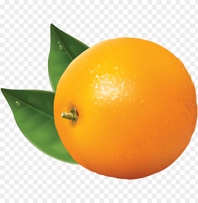 orange, fruit, bitter orange, oranges, clip art